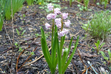 Fototapeta premium Pair of light pink double hyacinths in April