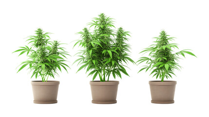 Obraz premium Pack of Hemp Plant in Pot set of Three Different Poses set Against Transparent Background for Organic Branding, Gardening Promotion, or Eco-Friendly Design Projects