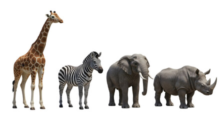 A giraffe zebra elephant and rhino standing side by side on black