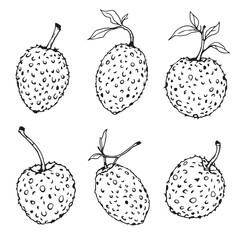 Minimalist vector line art of ackee fruit