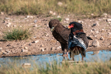 black winged blackbird - BIRD OF AFRICA