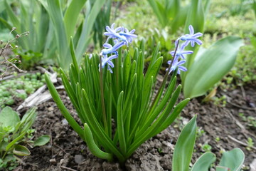 Obraz premium Several blue flowers of wild Hyacinthus orientalis in mid April