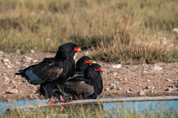black winged blackbird - BIRD OF AFRICA