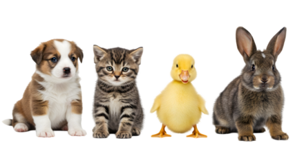A puppy kitten duckling and rabbit sitting in a row on black backdrop