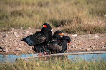 black winged blackbird - BIRD OF AFRICA
