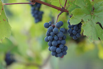 grappolo d'uva in estate