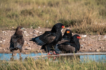 black winged blackbird - BIRD OF AFRICA