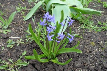 Obraz premium Violet blue flowers of wild Hyacinthus orientalis in April