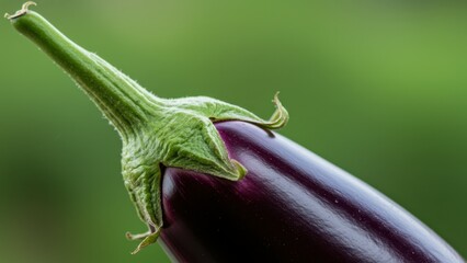 Close-up of a fresh, purple eggplant with a green stem against a green backdrop.