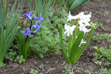 Obraz premium Blue and white flowers of hyacinths in mid April