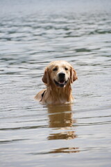 Dog swims in a calm lake, looking towards the camera with a happy expression