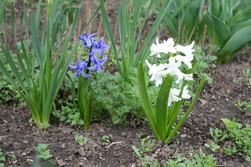 Fototapeta premium Close view of blue and white flowers of hyacinths in mid April