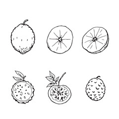 Modern Bael Leaf Line Art for Graphics