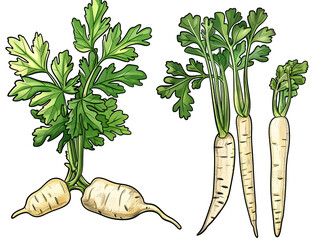 parsnip plant with leafy green top and creamy root, hand-drawn botanical vegetable illustration, educational style, isolated on white background
