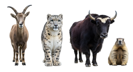 A group of four different animals standing next to each other isolated