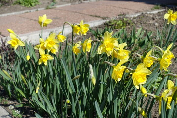 Multitude of bright yellow flowers of common daffodils in March