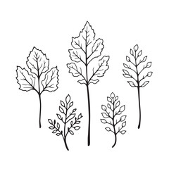 Amaranth Leaf Vector Line Art Minimalistic Nature Design