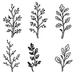 Arugula Leaf Vector Line Art Fresh Healthy Design