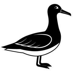 Animal albatross silhouette vector illustrator 