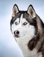 ホワイトのマット背景に、シベリアン・ハスキーが力強く立っており、冷徹で鋭い目がその冷静さと機敏さを感じさせ、氷雪の世界に溶け込む強さを際立たせる