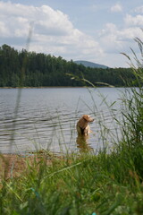 Dog stands in a calm lake near the shore, looking towards the opposite forested bank under a partly cloudy sky