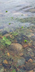 Clear water reflects the beauty of nature as vibrant plants flourish amidst colorful stones in a tranquil river setting