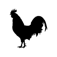 Rooster vector Illustration. Hen black silhouette for meat shop, farm. Template design