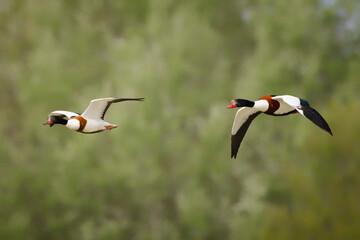 Common shelduck couple (Tadorna tadorna) in flight at Isonzo river mouth nature reserve, Isola della Cona, Friuli Venezia Giulia, Italy.