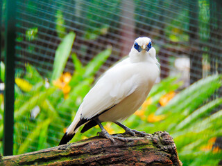Bali starling myna bird looking at camera while perching on branch
