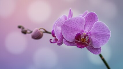 Obraz premium Close-up of a delicate purple orchid in full bloom with soft pastel background.