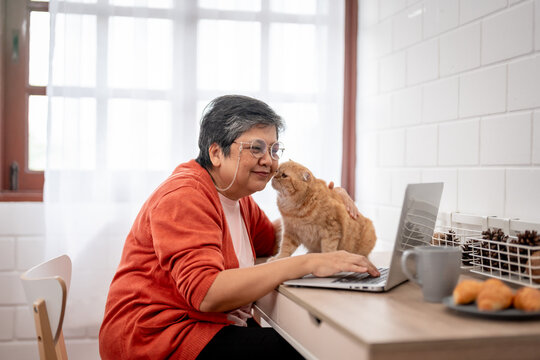 Asian senior woman stroking and playing with domestic cat in house.  - Powered by Adobe