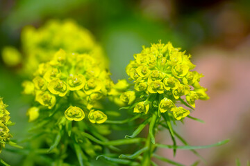 Botany on the coast of Montenegro: close-up on a blurred background of the peduncles of the cypress spurge. Flowering phase of the wild plant Euphorbia cyparissias: inflorescence with cyathium