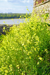 Obraz premium Landscape with wild rapeseed: tall weed with bright yellow flowers against the backdrop of ancient stone walls, river and forest. Spring in Kalemegdan Park in Belgrade, Serbia: Brassica napus in bloom