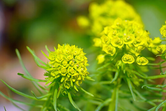 An exhibit in the botanical garden collection: cypress spurge during flowering. A representative of European flora: flowers of the plant Euphorbia cyparissias, common in the Balkan Mountains.