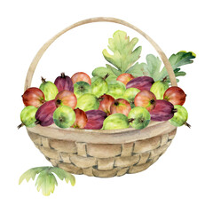 Gooseberry Currant berries leaves in weaved basket, hand drawn in watercolor, ripe picked harvest, lingonberry huckleberry. Isolated illustration. Restaurant menu, cookbook, farmers market grocery