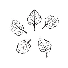 Fresh Turnip Leaf Vector Line Art Illustration Design