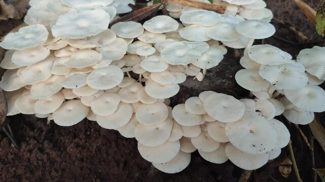 lentinus mushroom on dead tree trunk