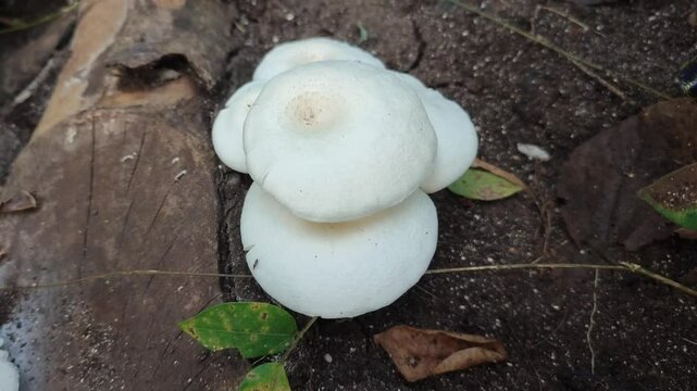lentinus mushroom on dead tree trunk