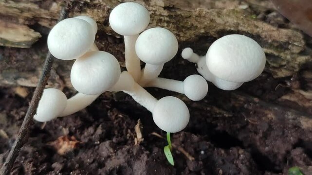 lentinus mushroom on dead tree trunk