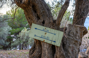 An old signpost on an olive tree on Mallorca in the direction of Deia and Soller, Spain