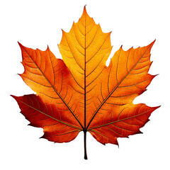 Obraz premium A close-up of golden autumn leaves with crisp textures