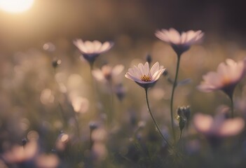 hintergrund lebens banner licht des kosmisches blume reiki mandala healer awareness practice angel energy faith clarity soul yoga star spirituality positive signs healing esoterism spiritual