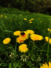 Fototapeta premium dandelions in the grass with a bumblebee on a dandelion