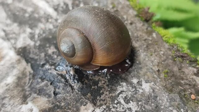 pila snail on the ground