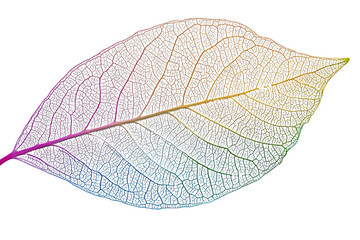 Fototapeta premium Rainbow Hues of a Delicate Skeleton Leaf