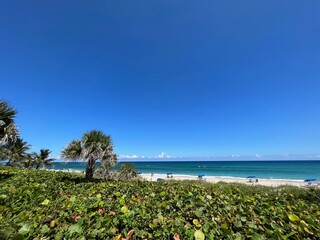tropical beach with palm trees
