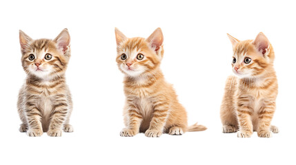 Pack of Kitten set of Three Different Poses set Against Transparent Background for Pet, Animal Care, or Photography Promotion Projects
