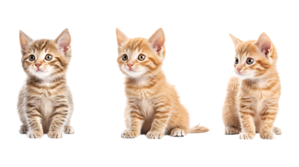 Pack of Kitten set of Three Different Poses set Against Transparent Background for Pet, Animal Care, or Photography Promotion Projects