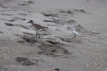 florida birds
