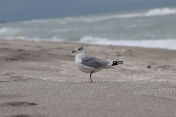 seagull